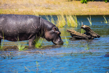 Huge Hippo drinking river water. Botswana, Chobe National Park on the Zambezi Riverの写真素材