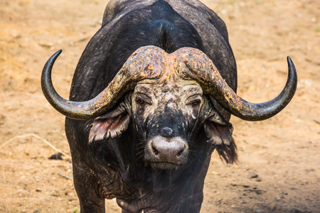 South Africa, Kruger National Park. Huge buffalo watching touristsの写真素材