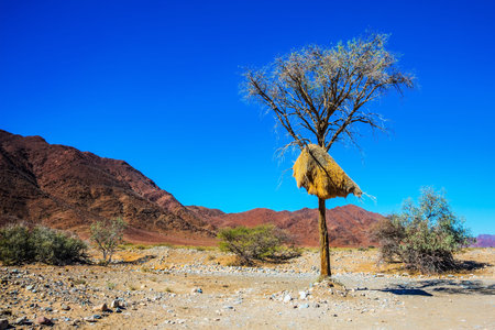 Huge colony of weaver birds. Jack arranged on a tree next to the road. Travel to Namibia, Africaの写真素材