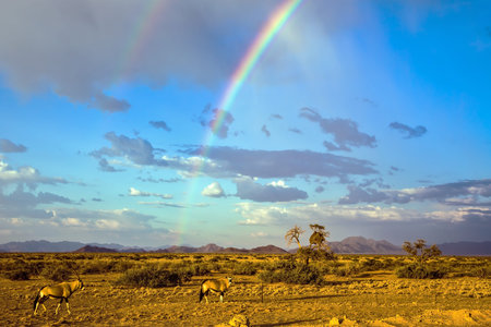 Oryx in Namibia. Magnificent rainbow, autumn turned yellow bush and mountains in the distanceの写真素材