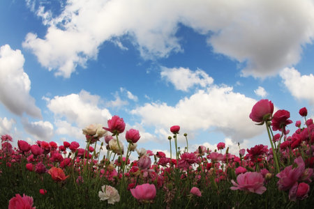 Huge field blossoming buttercups, photographed by an objectiveFish eye