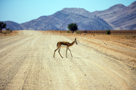 Dirt road in the African steppe. Impala antelopes cross the road. The concept of exotic tourism....