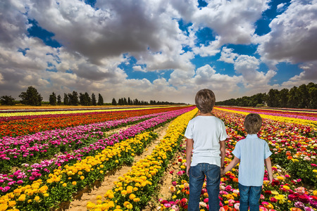 Two boys hold hands and look at the field of blossoming garden buttercups. Israel, the spring bloom in a kibbutzの写真素材