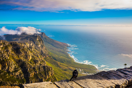 National Park Table Mountain, Cape Town. View of the Atlantic Ocean into the sunset. On the stone large crow sittingの写真素材
