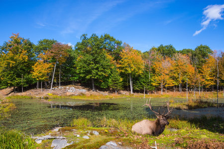 The red deer with branchy horns has a rest on a hillock at the lake. Small overgrown lilies lake in...
