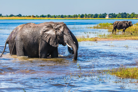 Chobe National Park in Botswana. Watering in the Okavango Delta. Two African elephants crossing river in shallow water. The concept of active and exotic tourismの写真素材