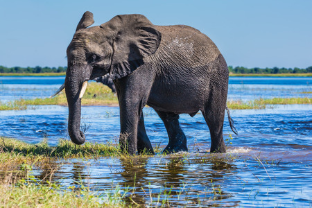 Botswana, Chobe National Park. The concept of exotic tourism. African elephant -  loner on a watering place in the Okavango Deltaの写真素材