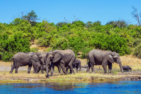The concept of active tourism. Elephants are located on the river bank. Watering in the Okavango Delta. Chobe National Park in Botswanaの写真素材