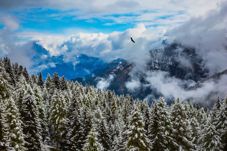 Evergreen forests in the valley covered with the first snow. On the Alpine Pass Giau of the Dolomites first snow fell. New Years is soonの写真素材