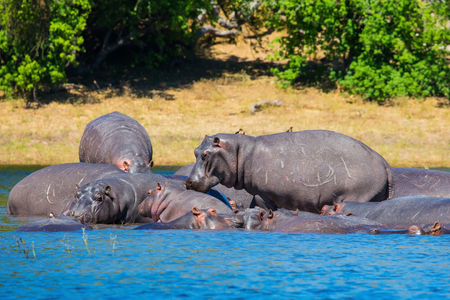 Huge herd of hippos resting in the river. The concept of exotic tourism in Okavango Delta, Chobe National Park, Botswanaの写真素材