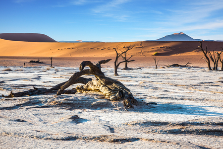 The dunes around the dried up lake.  Picturesque dry trees covered sunset. The concept of exotic travelの写真素材