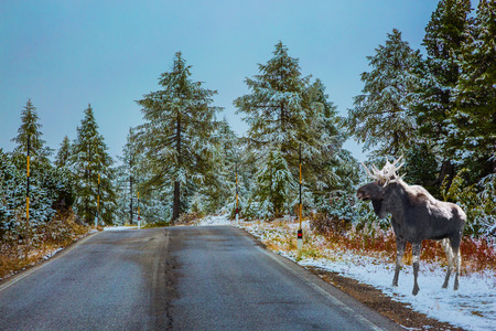 Close moose stands near a road. Wet road and pine forest in the mountains are covered with the first snowの写真素材