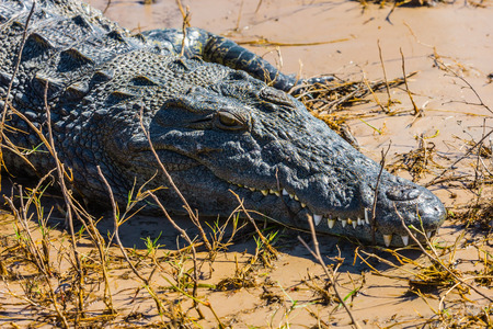Crocodile. Chobe National Park in Botswana. The concept extreme tourism  in the Okavango Deltaの写真素材