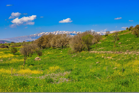 Flowering Golan Heights in a beautiful sunny day. On the horizon is visible snowy peak of Mount Hermonの写真素材