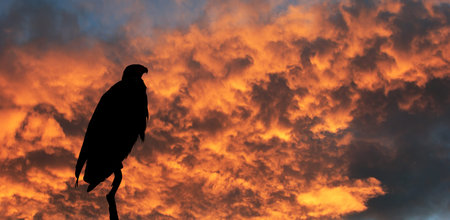 Magic sunset over the river Zambezi. The magnificent silhouette of the African Fish - Eagle over the...