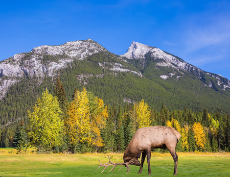  Red deer with branchy horns costs on mountain valley park Banff. Autumn day in the Canadian Rockiesの写真素材