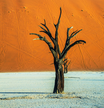 Orange dune and dried trees. Evening. The bottom of dried lake Deadvlei. Ecotourism in Namib-Naukluft National Park, Namibiaの写真素材