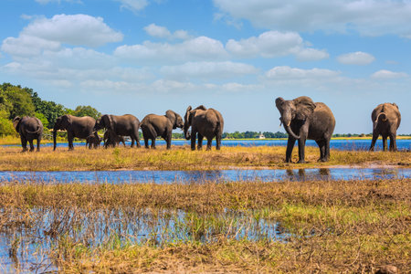 Watering in the  river. Herd of African elephants crossing shallow Delta Okavango. Chobe National...