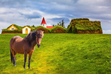 Sleek Icelandic horse grazes on a green lawn. Rural pastoral. Ethnographic Museum-estate Glaumbaer, Iceland. The concept of the historical and cultural tourismのeditorial素材