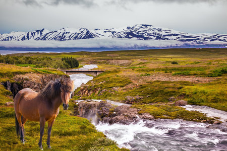 On the horizon - rhyolite mountains in the snow. The concept of extreme northern tourism.  Sleek Icelandic horse grazing  on the shore of creek の写真素材