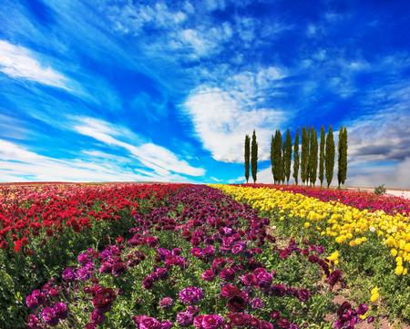 Spring  day. Field of colorful blooming buttercups - ranunculus. On the horizon is growing cypress alleyの写真素材