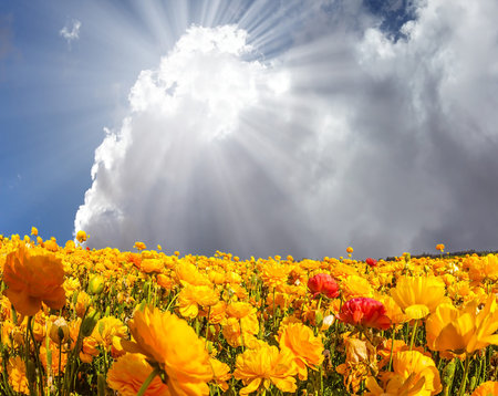 The bright spring sun shining through the clouds. The magnificent blossoming fields of garden...