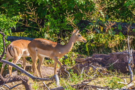 Beautiful autumn forest. Pair of lovely gazelles looks carefully forwardの写真素材