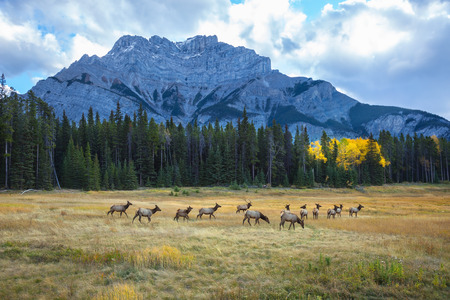 "Golden" Autumn in Canada. On the forest glade small herd of deer and calvesの写真素材