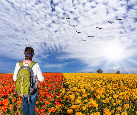 Concept of rural and recreational tourism. The bright southern sun illuminates red garden buttercups. Woman - tourist with backpack admiring the floral fieldの写真素材