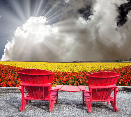 The concept of recreation and eco-tourism. The hot spring sun. Two joined red plastic chairs next to fields of garden buttercupsの写真素材