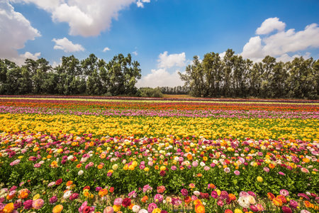 The concept of modern agriculture and industrial floriculture. Kibbutz field. Magnificent flowering...