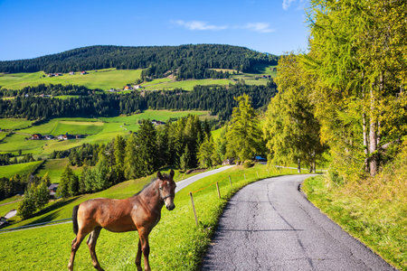  The green Alpine meadows, Dolomites. On the green grass hillside grazing horse. The concept of an...