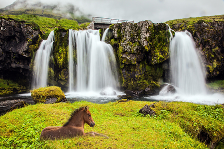 Summer in Iceland. Icelandic horse rested in the tall grass. Cascade falls Kirkjoufellfoss at the mountain Kirkjoufell. Concept of exotic and extreme tourismの写真素材