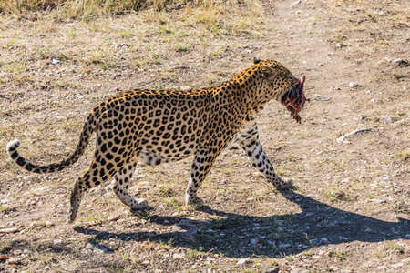 Spotted African leopard drags a piece of meat in his teeth. Savannah in Namibia. The concept of...