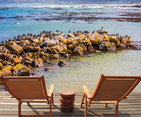 Two armchairs chaise longue by Atlantic ocean. African penguins among coastal stones. Boulders Penguin Colony in the Table Mountain National Park, South Africa. The concept of ecotourismの写真素材