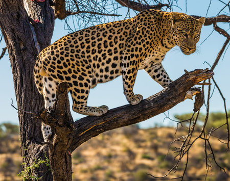 The concept of exotic and extreme tourism. Spotted african leopard climbed a tree. The pieces of...