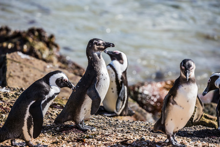 Boulders Penguin Colony in the Table Mountain National Park, South Africa. Huge boulders on the beach of Atlantic Ocean. The concept of  ecotourism. African black-white penguinsの写真素材