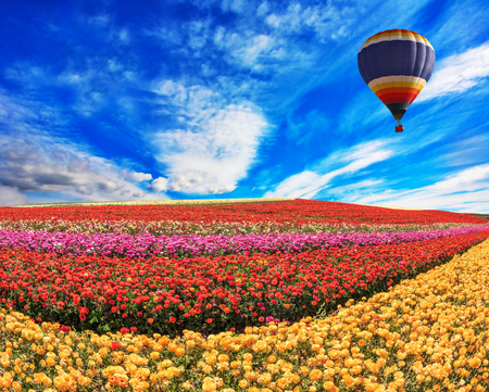 Over the field in sky flying big balloon. Elegant multi-color rural fields with flowers - ranunculus -  red and yellowの写真素材