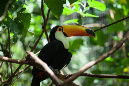 Toco toucan in the reserve of exotic tropical birds. Large bird with bright plumage and a huge...