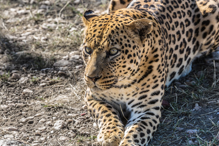 African leopard resting after feeding. Large predator in the savannah. Travel to Namibia. The concept of exotic and extreme tourismの写真素材