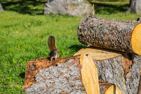 The firewood prepared for the winter. On the stump sits small squirrel. Sunny autumn day. Forest in Pinawa Provincial Heritage Parkの写真素材