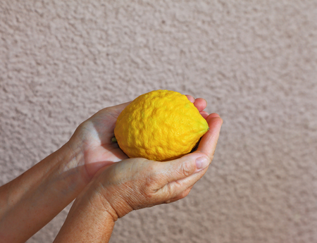 Citron -  etrog - an important ritual fruit for religious Jewish holiday of Sukkot. Woman's hands holding citrus fruitの写真素材