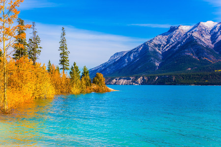 Picturesque turquoise Abraham Lake in a flood. Journey to the Golden Autumn in Rocky Mountains. The flooded coastal gold aspen grove. The concept of ecological and active tourisの写真素材