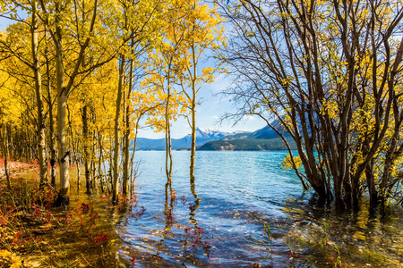The flooded coastal birchwoods. Picturesque Abraham Lake in a flood. Journey to the Golden Autumn in Rocky Mountains. The concept of ecological and active tourismの写真素材