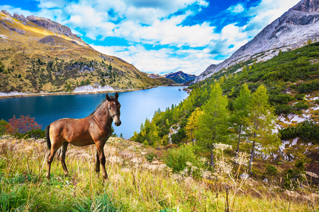 Well-groomed horse calmly rest in the lakeの写真素材