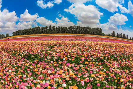 Magnificent flowering garden buttercups. Spring in Israel. The concept of modern agriculture and...
