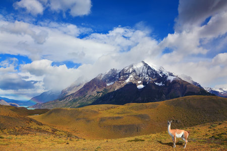 Early autumn in Patagonia. National Park Torres del Paine. On the yellowed grass stands guanaco - Lama. Snow-covered tops of the Andes are in the distance visibleの写真素材
