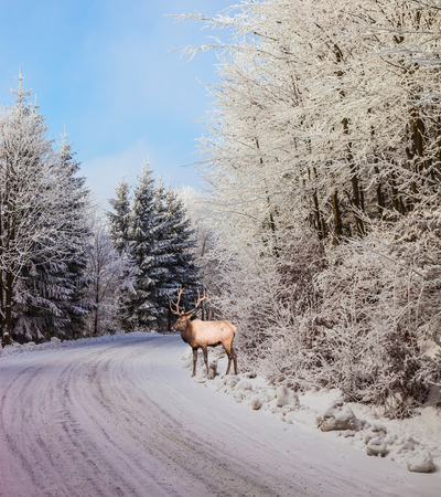 Sunny day at Christmas. The snow-covered road in the northern forest. The red deer with branchy horns costs on  skiing runの写真素材