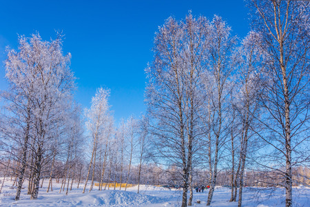 Bright winter frosty day. Transparent cold air of forest. Crouching road in the snow-covered aspen grove. The concept of extreme tourismの写真素材