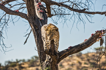 An African spotted leopard climbed a tree. The pieces of meat for him are laid out on the branches. Travel to Namibia. Leopard feeding. The concept of exotic and extreme tourismの写真素材
